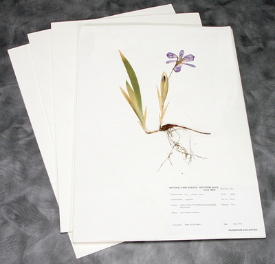 100% Rag Herbarium Mounting Paper