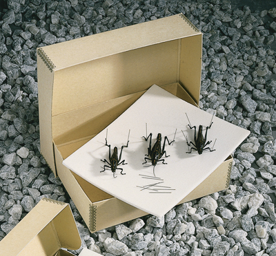 Insect Pinning Boxes
