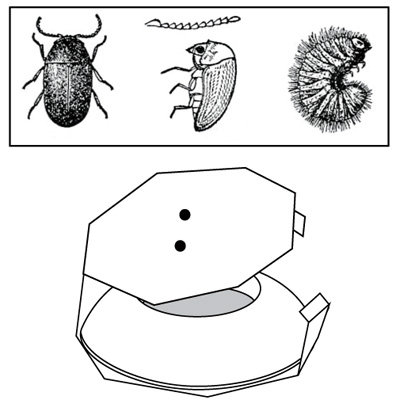 Beetle Detectors